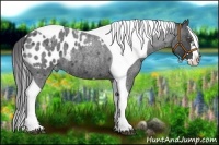 Horse Color:Blue Roan Splash Tobiano Frame Appaloosa