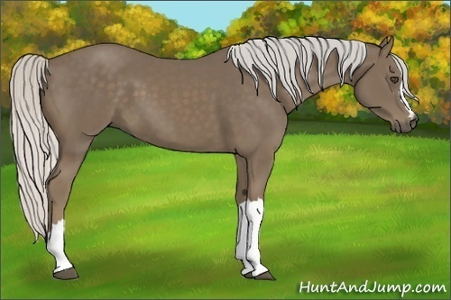 Horse Color:Silver Smoky Black 