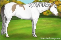 Horse Color:Classic Champagne Sabino Splash Tobiano