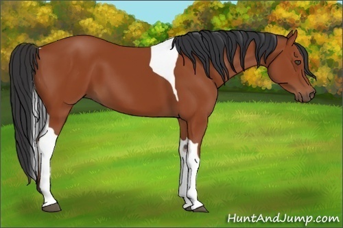 Horse Color:Bay Tobiano