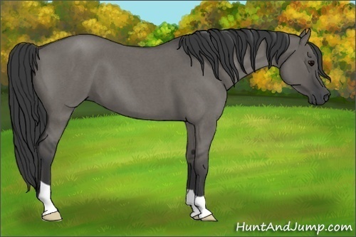Horse Color:Grullo Roan 