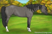 Horse Color:Grullo Roan 