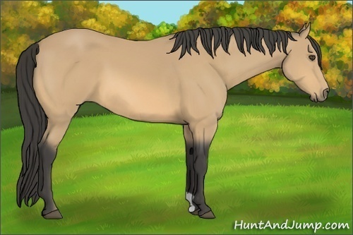 Horse Color:Buckskin