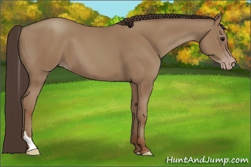 Horse Color:Classic Champagne Tobiano 