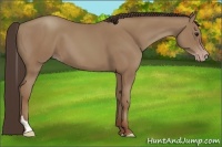 Horse Color:Classic Champagne Tobiano 