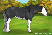 Horse Color:Black Splash