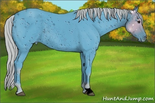 Horse Color:ERROR: UNKNOWN ANOMALY