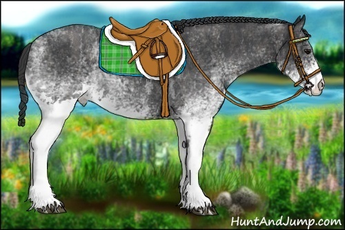 Horse Color:White Spotted Blue Roan Rabicano  Brindle