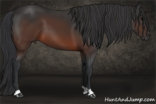 Horse Color:Brown 