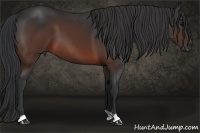 Horse Color:Brown 