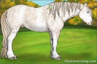 Horse Color:White Spotted Perlino 