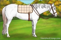 Horse Color:White Spotted Black Splash Appaloosa 