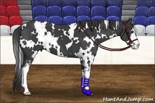 Horse Color:White Spotted Black Sabino 
