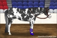 Horse Color:White Spotted Black Sabino 