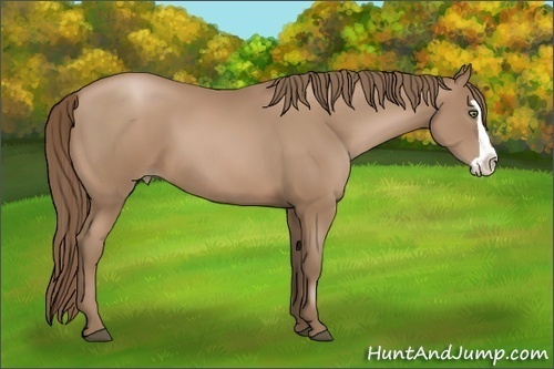 Horse Color:Black Pearl Splash Frame 