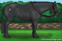 Horse Color:Black 