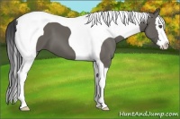 Horse Color:Grullo Splash Tobiano 