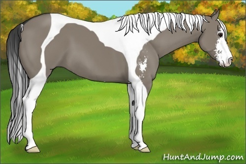 Horse Color:Smoky Grullo Sabino Tobiano 