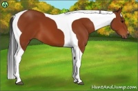 Horse Color:Bay Tobiano 