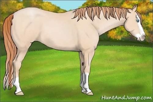 Horse Color:Buckskin Pearl Splash 