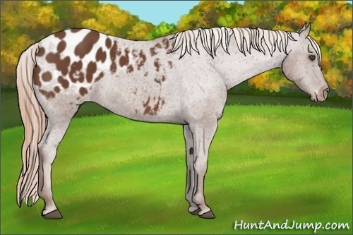 Horse Color:Chestnut Frame Appaloosa