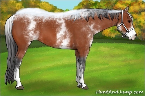Horse Color:White Spotted Bay