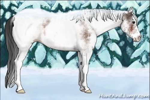 Horse Color:White Spotted Bay 