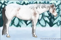 Horse Color:White Spotted Bay 