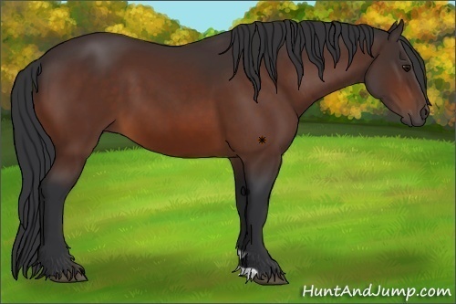 Horse Color:Bay 