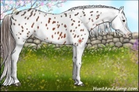 Horse Color:Brown Appaloosa