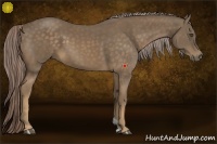 Horse Color:Chocolate Palomino 