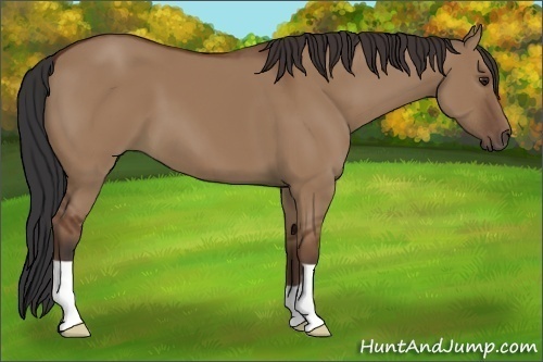 Horse Color:Unknown 