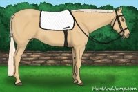 Horse Color:Palomino