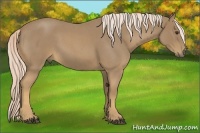 Horse Color:Palomino Roan