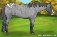 Horse Color:Blue Roan Splash Varnish 
