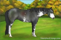 Horse Color:Black Sabino