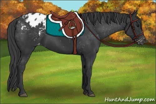 Horse Color:Black Appaloosa 