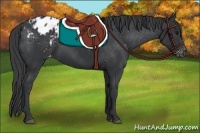 Horse Color:Black Appaloosa