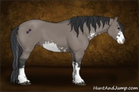 Horse Color:Grullo Sabino