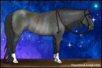 Horse Color:Blue Roan Rabicano