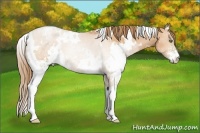 Horse Color:White Spotted Bay Pearl Sabino