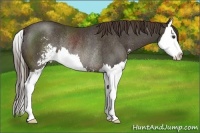 Horse Color:Liver Chestnut Sabino Splash Rabicano 