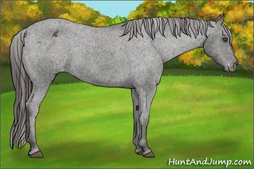 Horse Color:Liver Chestnut Appaloosa