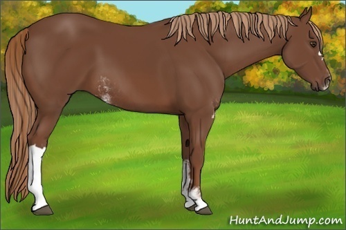 Horse Color:Chestnut Sabino 