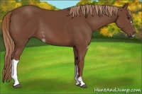 Horse Color:Chestnut Sabino