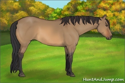 Horse Color:Bay Dun Frame 
