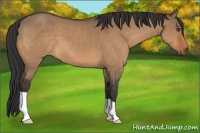 Horse Color:Bay Dun