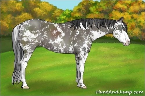 Horse Color:Grullo Sabino