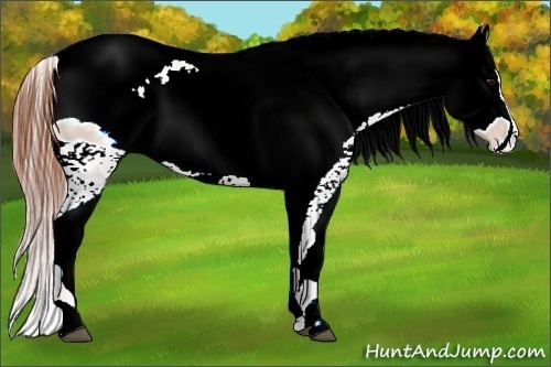 Horse Color:ERROR: UNKNOWN ANOMALY