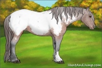 Horse Color:Brown Appaloosa 